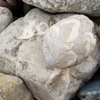 Валун "Моллюски"